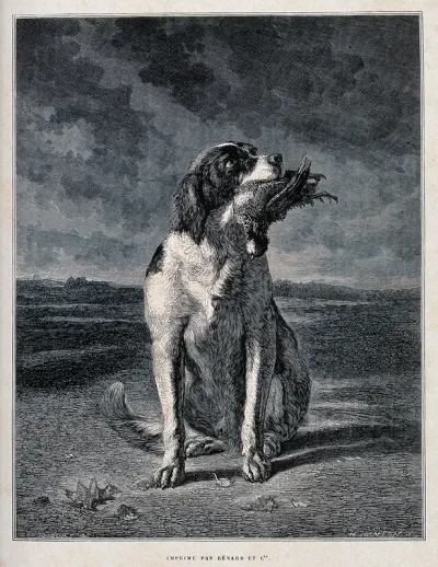 A hunting dog sitting with a game bird in its mouth