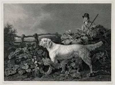 A huntsman and a setter searching for a game-bird that is hiding under large leaves in a garden
