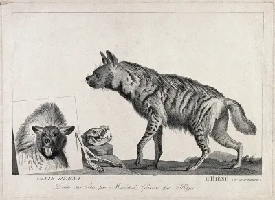A hyena is standing next to plate bearing its image and a skull and bones of a hyena skeleton