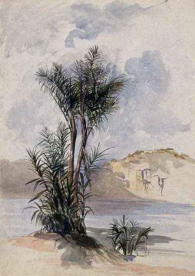 A jauari palm tree (Astrocaryum jauari Mart.) growing on a river bank in Guyana