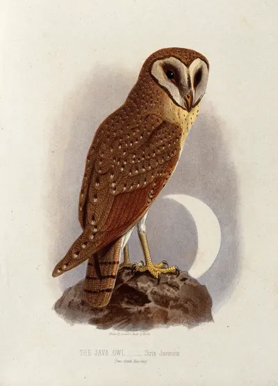 A Java owl (Strix javanica)