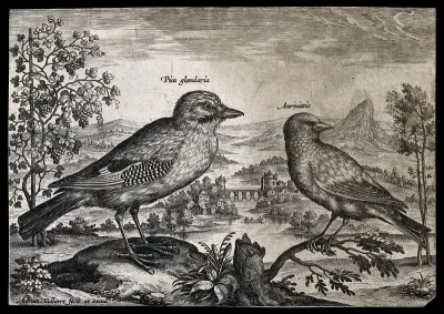 A jay and a goldfinch set in natural surroundings