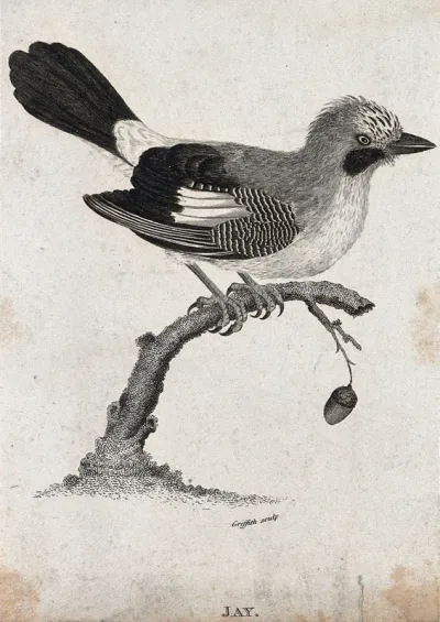 A jay sitting on a branch of an oak tree with a dangling acorn