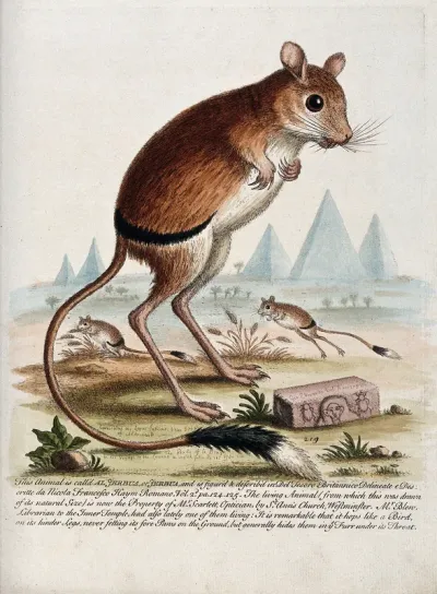A jerboa standing in the desert next to an inscribed stone with pyramids in the background