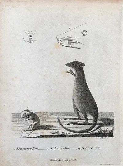 A kangaroo, a kangaroo-rat and details of their jaws