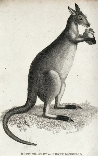 A kangaroo. Etching by J. Le Keux