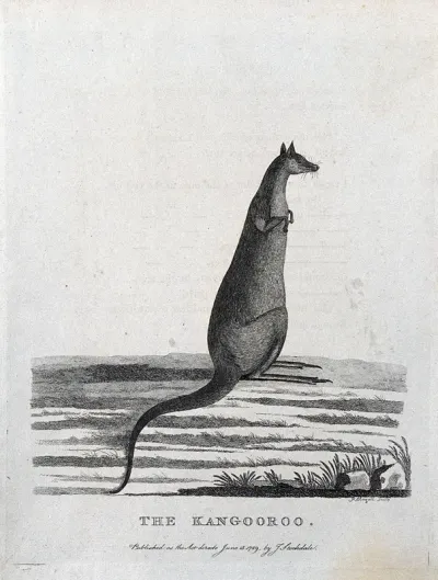 A kangaroo. Etching by P. Mazell
