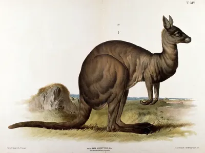 A kangaroo, seen in profile