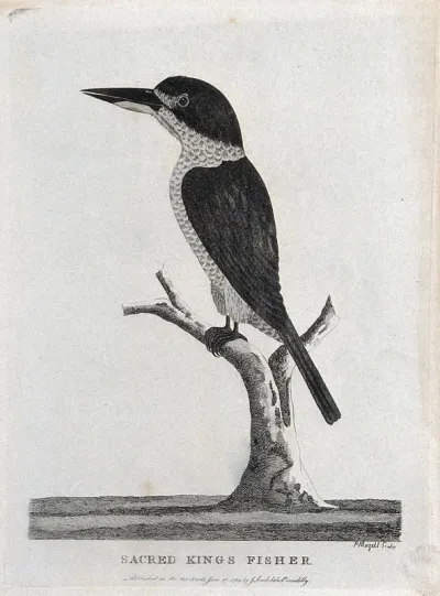A kingfisher sitting on a stump of a tree