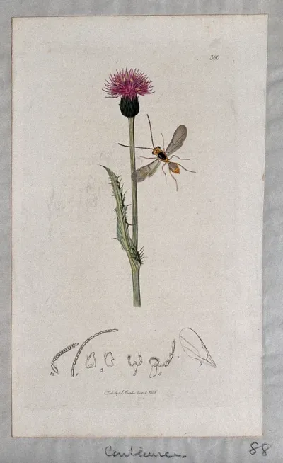 A knapweed (Centaurea species) with an associated insect and anatomical segments