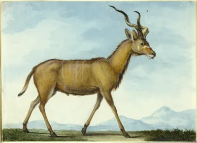 A Kudu
