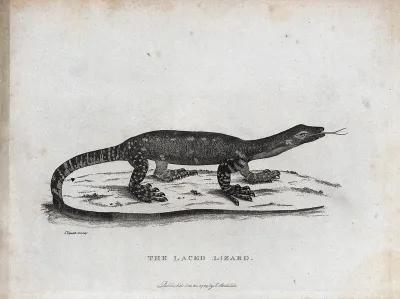 A laced lizard in Australia
