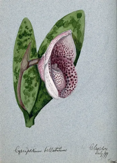 A lady's slipper orchid (Cypripedium bellatulum): flowering stem