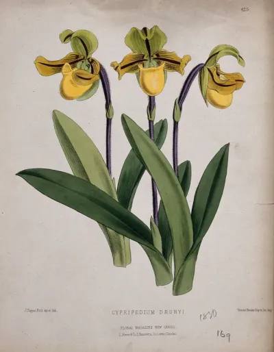 A lady's slipper orchid (Cypripedium drurii): flowering stems
