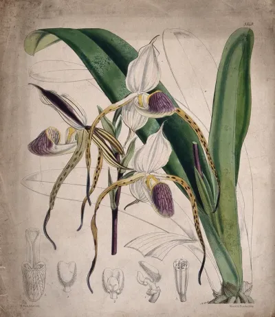 A lady's slipper orchid (Cypripedium species): flowering plant and floral segments