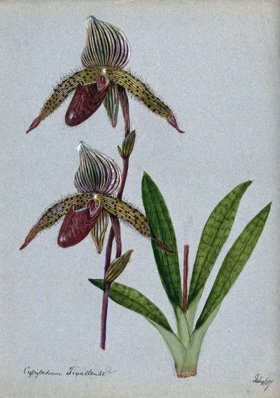 A lady's slipper orchid (Cypripedium Tixallense): flowering stem