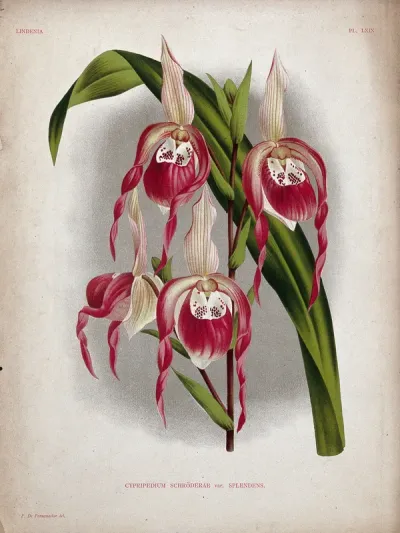A lady's slipper orchid (Cypripedium x schroederae): flowering stem and leaf