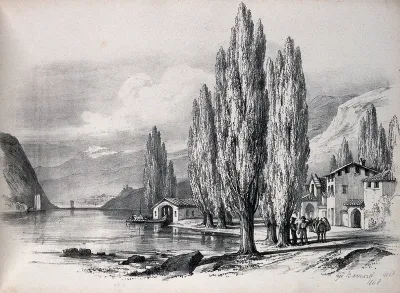 A lakeside village scene with lombardy poplar trees (Populus nigra cv