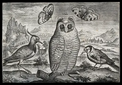 A lapwing, an owl and a goldfinch set in natural surroundings