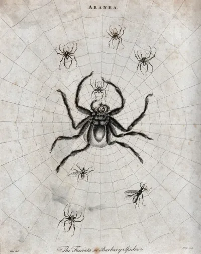 A large barbary spider with her young in her web