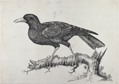 A large black bird, possibly a chough