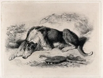 A large dog lying on the ground, outdoors