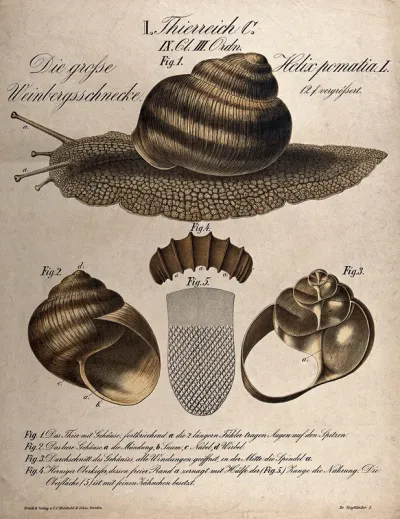 A large edible snail: five figures, including a cross-section of the shell