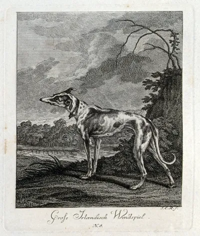 A large Irish greyhound