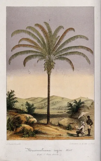 A large kokerite palm (Maximiliana maripa) and the artist drawing it, in a tropical landscape