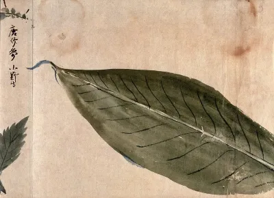 A large leaf. Watercolour, c. 1870