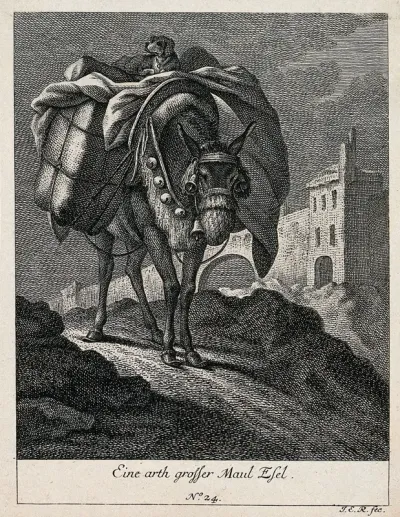 A large mule carrying a load with a dog on top is walking on a rocky path with a town in the background