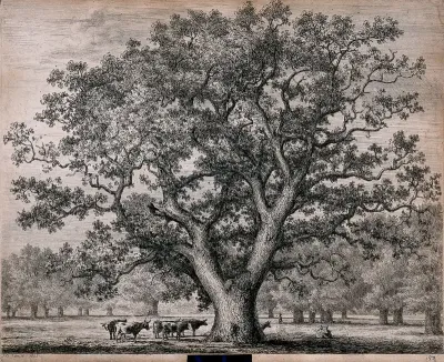 A large oak tree (Quercus robur L.) sheltering cattle in open parkland
