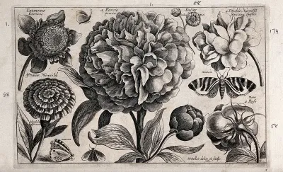 A large paeony (Paeonia species) surrounded by various flowers and moths