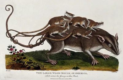 A large wood mouse carrying its young on its back