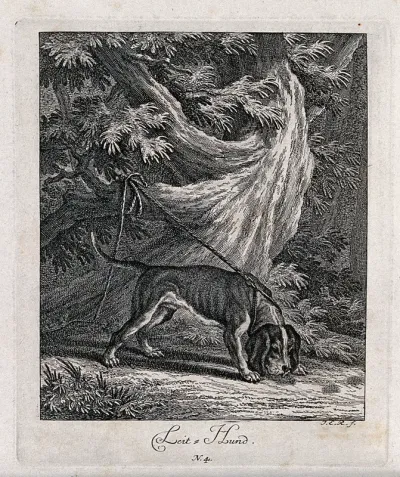 A lead dog is sniffing the ground before a tree to which it is tied to with a leash