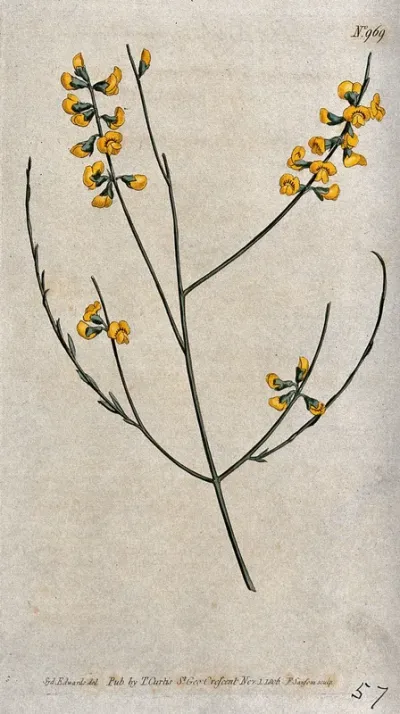 A leguminous plant (Sphaerolobium vimineum): flowering stem