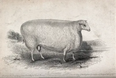 A Leicester ram
