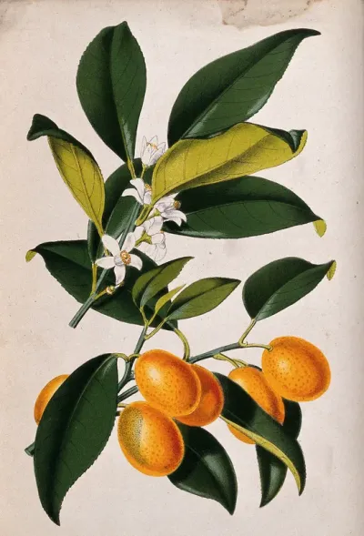 A lemon plant (Citrus japonica): flowering and fruiting stems