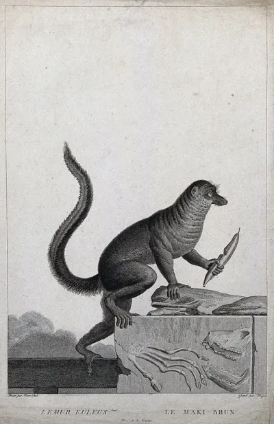 A lemur climbing up an block of stone holding a fruit in its left hand