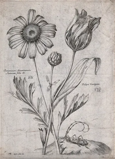 A leopard's bane plant (Doronicum species) and tulip (Tulipa species): flowering stems and a grasshopper