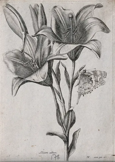 A lily (Lilium album): flowering stem with a butterfly