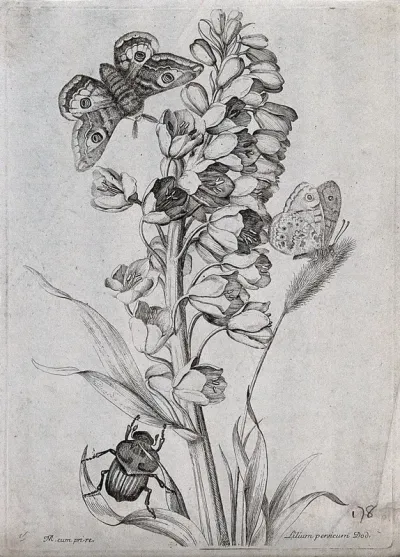 A lily (Lilium persicum): flowering stem with butterfly, moth and beetle