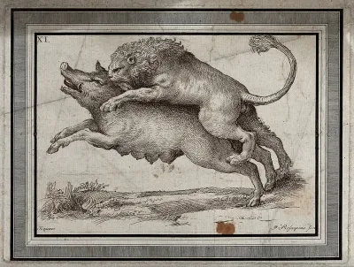 A lion attacking a wild boar
