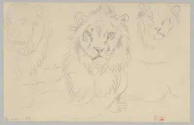 A Lion, Full Face, August 30, 1841