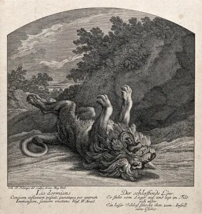 A lion lolling on the ground with its mouth wide open