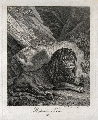 A lion resting and leaning against a rock