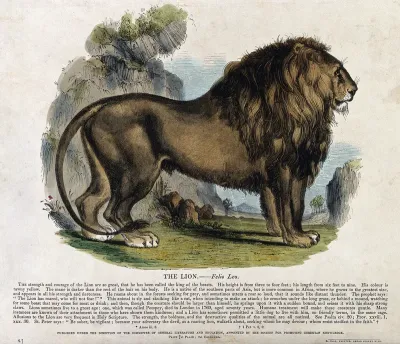 A lion standing in a rocky landscape