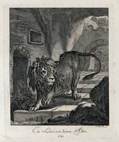 A lion walking down the steps in a cave