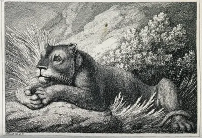 A lioness lying in some grass