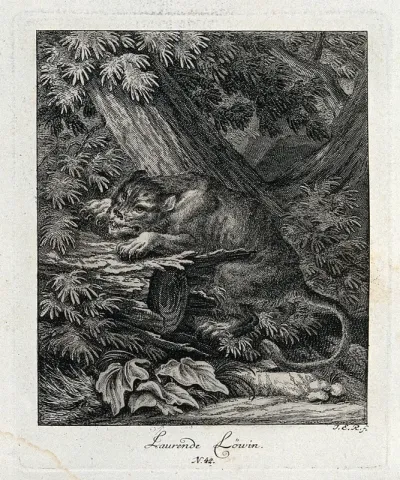 A lioness lying in wait for prey in a forest